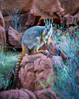 Yellow-footed Rock-wallaby