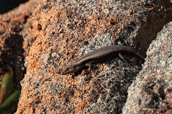Tree Skink
