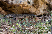lace monitor