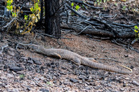 Sand Goanna, Warraweena