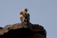 Wedge-tailed Eagle