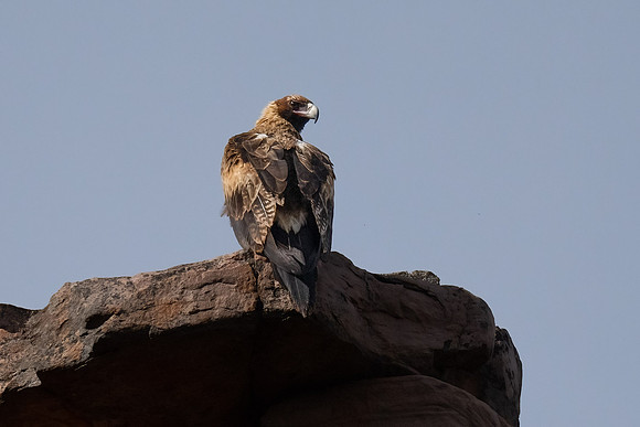 Wedge-tailed Eagle