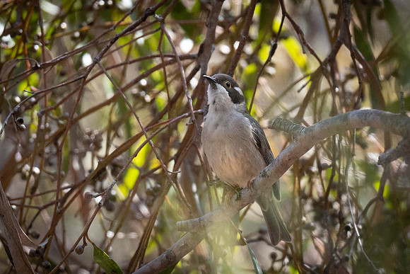 Brown-headed Honeyeater