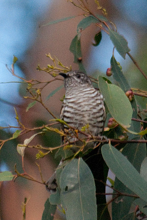 Shining Bronze-Cuckoo