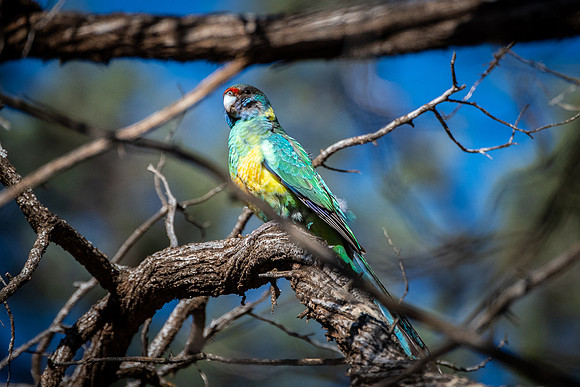 ringneck parrot