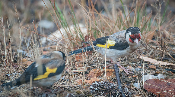 European Goldfinch