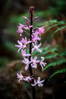 Rosy Hyacinth Orchid