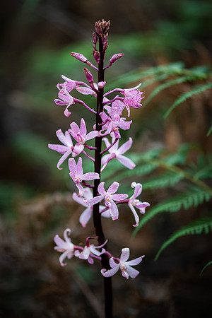 Rosy Hyacinth Orchid