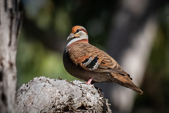 Brush bronzewing   10-02-2022