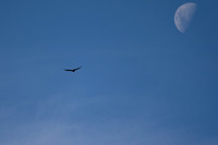wedge-tailed eagle