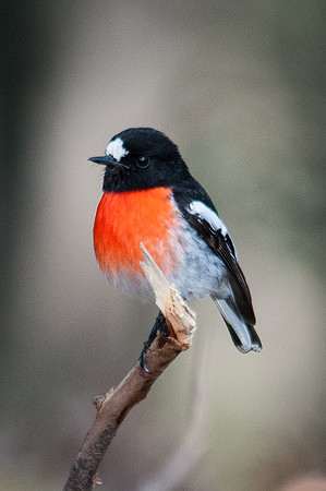 Scarlet Robin