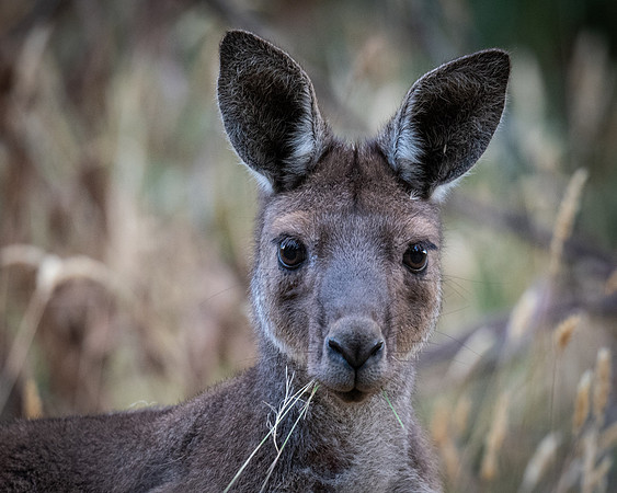 Western-grey kangaroo   02-02-2022