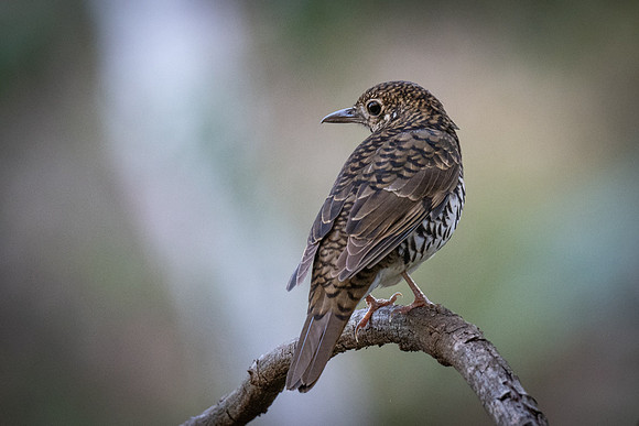Bassian thrush   23-02-2022