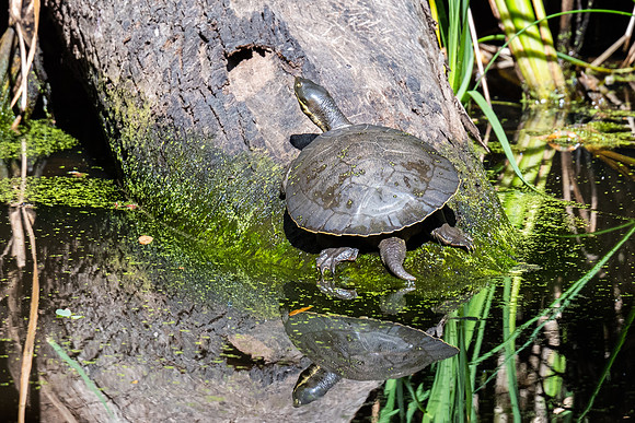 Eastern long-necked turtle   07-02-2022