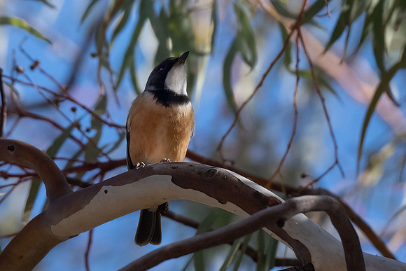 Rufous whistler