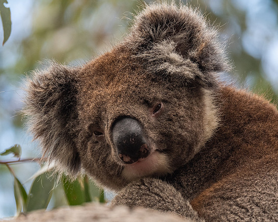 Koala  18-02-2022