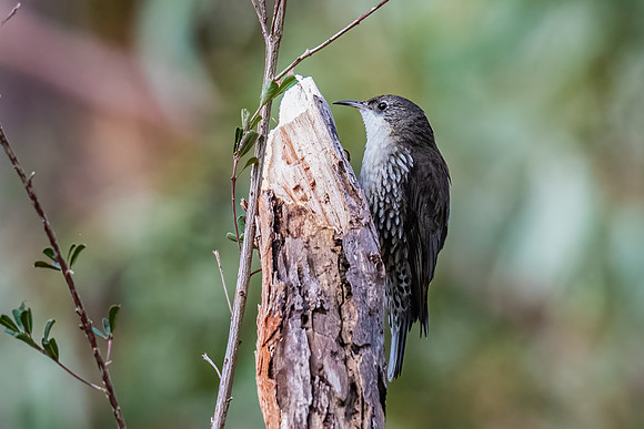 White-throated Tree-creeper, 18-07-2022