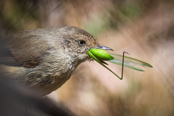 Buff-rumped thornbill   13-02-2022