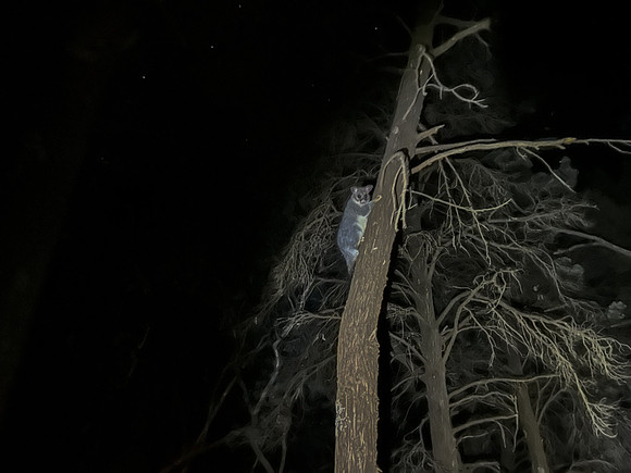 Brush-tail possum, recently re-introduced to a former home, the Flinders Ranges