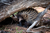 Flinders Ranges Echidna