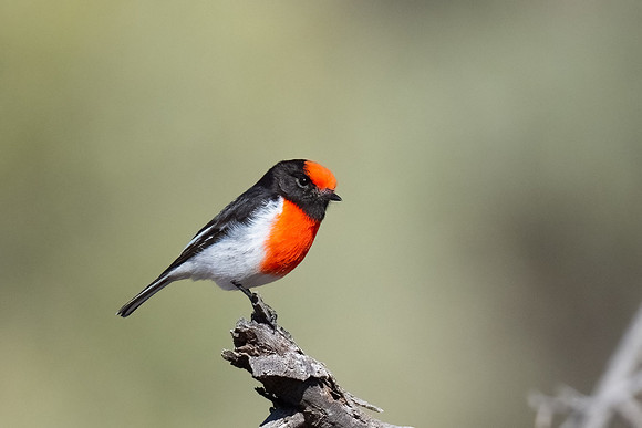 Red-capped robin
