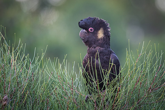 Yellow-tailed black cockatoo  31-01-2022