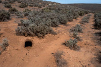 southern hairy-nosed wombat burrows, got up early next morning but didn't see any
