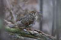 Bassian Thrush   30-05-2025