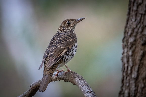 Bassian thrush   23-02-2022
