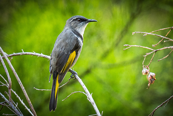 Crescent honeyeater   27-01-2022