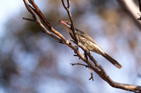 spiny-cheeked honeyeater
