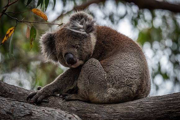 Koala  18-02-2022