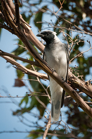 Black-faced Cuckoo-shrike