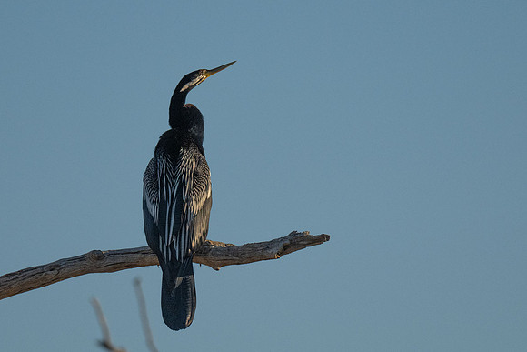 australian darter