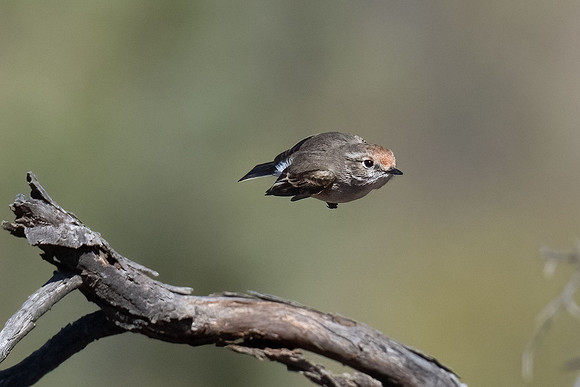 Red-capped robin
