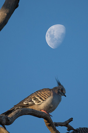 crested pigeon