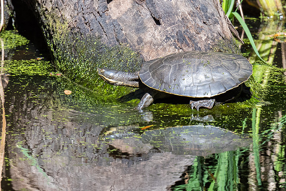 Eastern long-necked turtle   07-02-2022