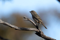 golden whistler, female