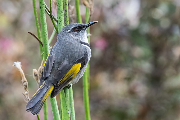 Crescent Honeyeater (m)  19-04-2022