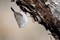 Chesnut-rumped thornbill
