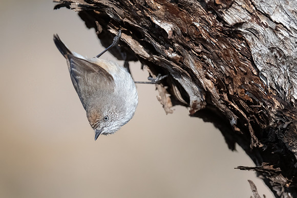 Chesnut-rumped thornbill