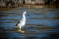common greenshank