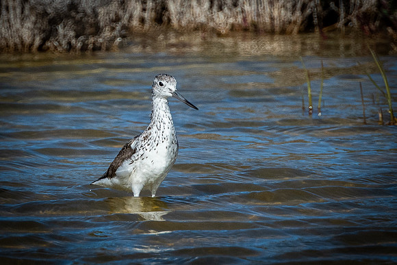 common greenshank