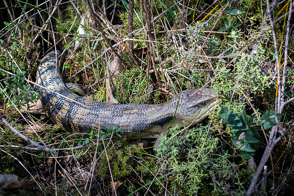 Blue-tongued lizard 8-08-2021
