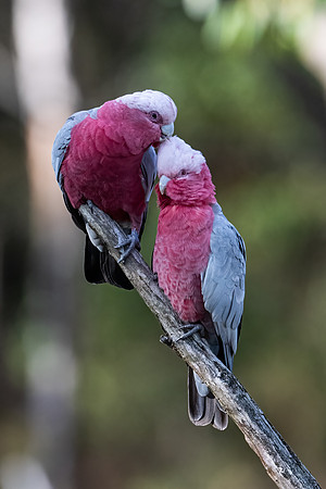 Galahs  13-03-2022