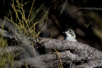 grey butcherbird