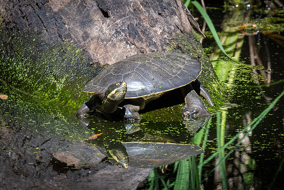 Eastern long-necked turtle   07-02-2022