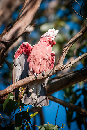 Galah
