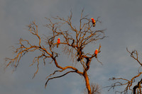 galahs