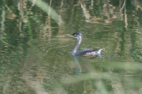 australasian grebe